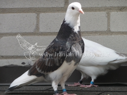 Iranian Highflyer (17)