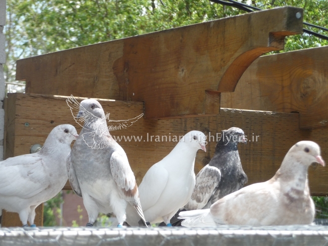 Iranian Highflyer (18)