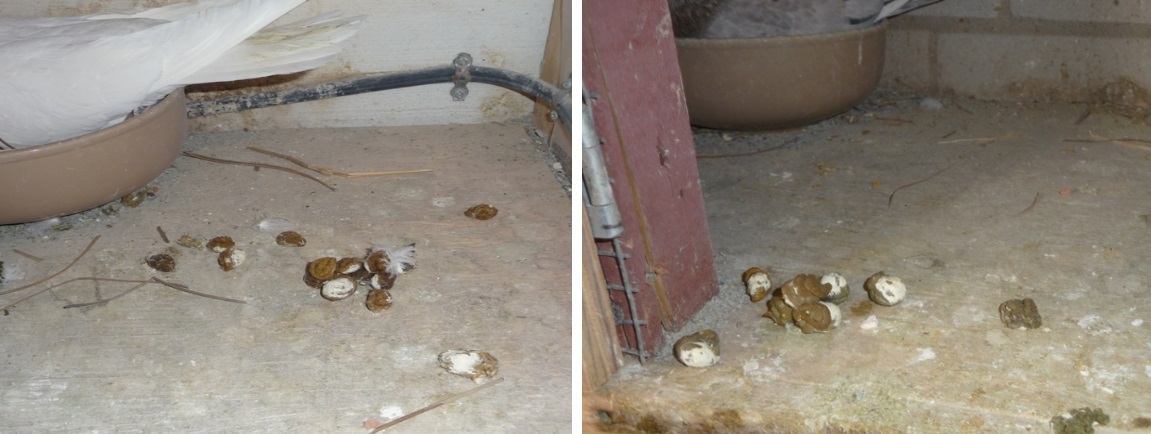 نکاتی کاربردی برای بالابردن کیفیت در جوجهکشی نکاتی کاربردی برای بالابردن کیفیت در جوجهکشی