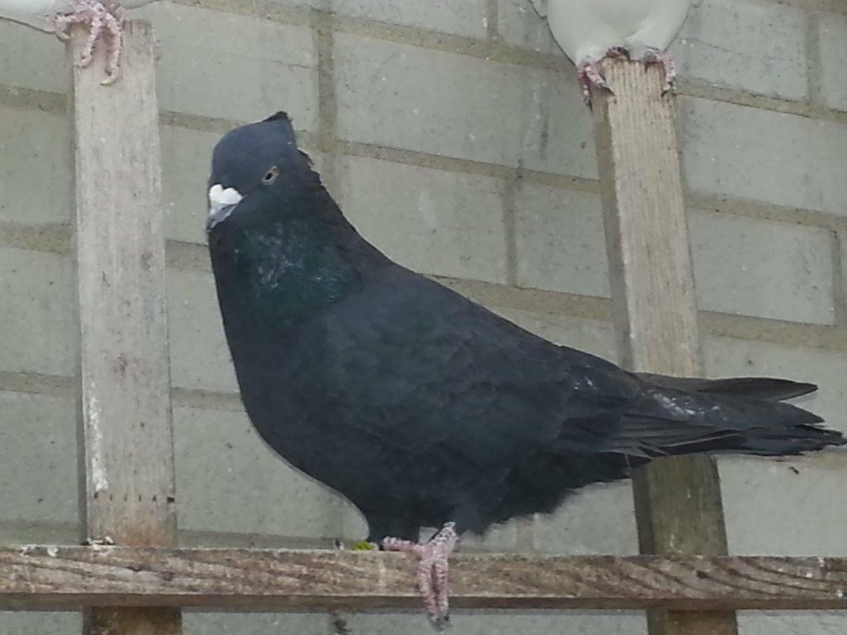 ژنتیک کبوتر (بخش سوم) ژنتیک کبوتر (بخش سوم)